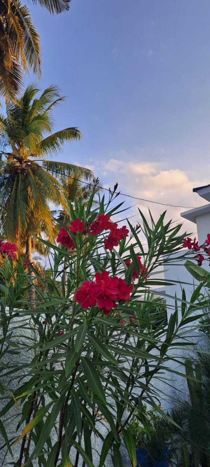 Anjo Maumere Hotel & Restaurant Ngoại thất bức ảnh